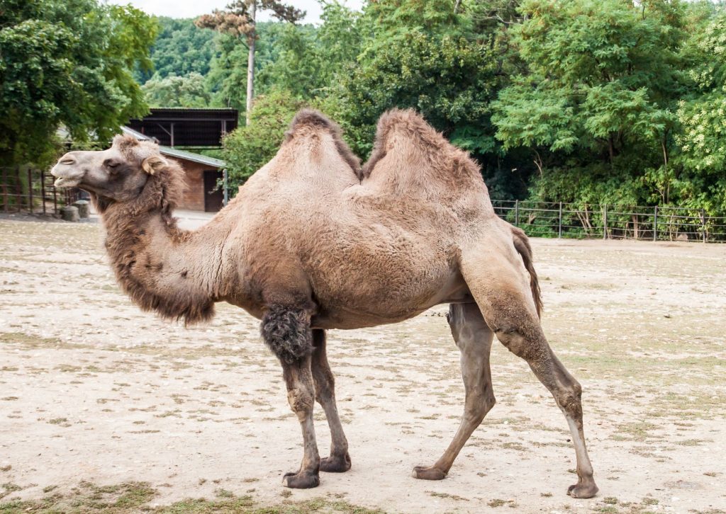Camello con dos jorobas